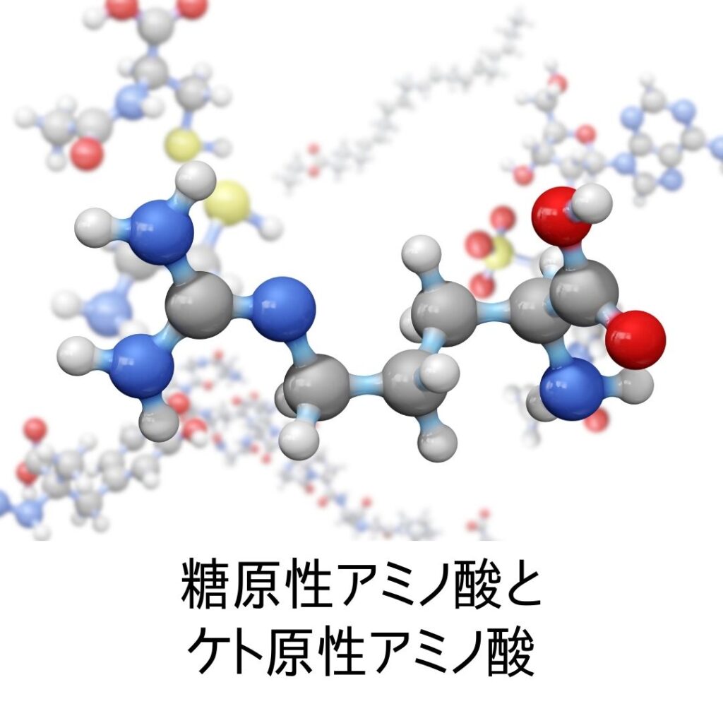 糖原性アミノ酸ケト原性アミノ酸 – 酸化的脱アミノ反応 | アミノ酸 – EHBO