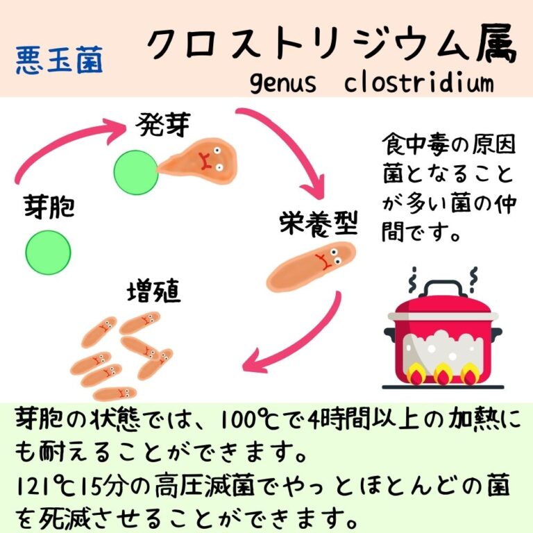 【クロストリジウム属】食中毒の原因となることが多い菌の集団